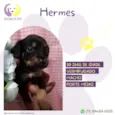 Cachorro raça SRD-ViraLata idade Abaixo de 2 meses nome Hermes