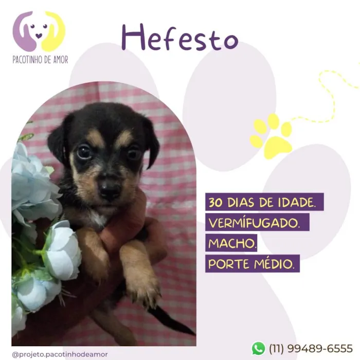 Cachorro raça SRD-ViraLata idade Abaixo de 2 meses nome Hefesto