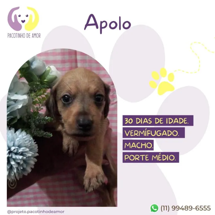 Cachorro raça SRD-ViraLata idade Abaixo de 2 meses nome Apolo