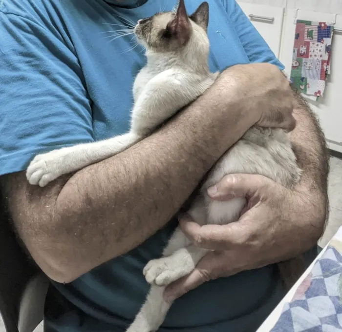 Gato ra a SRD-ViraLata idade 7 a 11 meses nome Mag