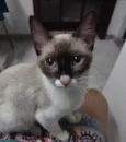 Mag