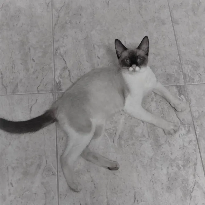 Gato ra a SRD-ViraLata idade 7 a 11 meses nome Mag