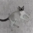 Mag