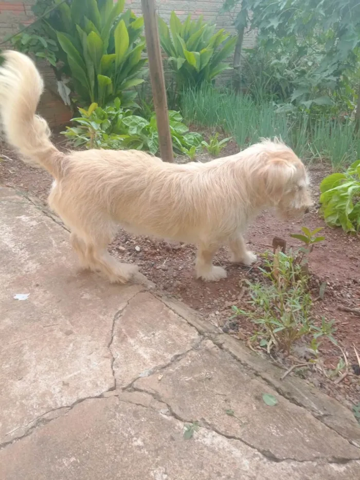 Cachorro ra a SRD-ViraLata idade 3 anos nome Pingo + Bob. São 2.