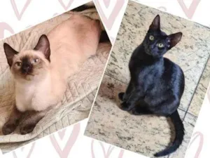 Gato raça SRD-ViraLata idade 2 a 6 meses nome Irmãos fofos