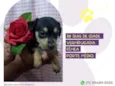 Cachorro raça SRD-ViraLata idade Abaixo de 2 meses nome Perséfone
