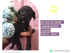 Cachorro raça SRD-ViraLata idade Abaixo de 2 meses nome Dionísio 