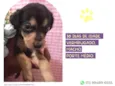 Cachorro raça SRD-ViraLata idade Abaixo de 2 meses nome Ares