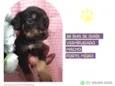 Cachorro raça SRD-ViraLata idade Abaixo de 2 meses nome Hermes