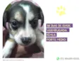 Cachorro raça SRD-ViraLata idade Abaixo de 2 meses nome Hera