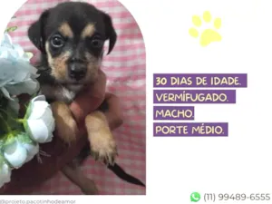 Cachorro raça SRD-ViraLata idade Abaixo de 2 meses nome Hefesto