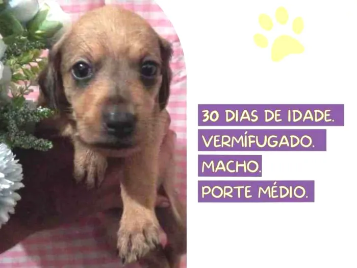 Cachorro raça SRD-ViraLata idade Abaixo de 2 meses nome Apolo