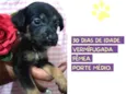 Cachorro raça SRD-ViraLata idade Abaixo de 2 meses nome Artemis