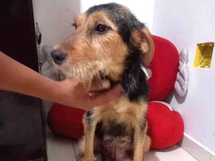 Cachorro raça SRD-ViraLata idade 3 anos nome Odara