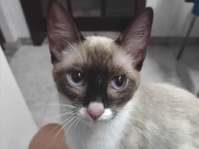 Gato ra a SRD-ViraLata idade 7 a 11 meses nome Mag
