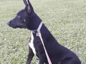 Cachorro raça SRD-ViraLata idade 2 a 6 meses nome Ravenna