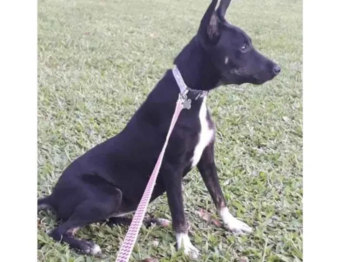 Cachorro raça SRD-ViraLata idade 2 a 6 meses nome Ravenna