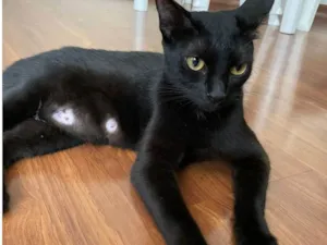 Gato raça  idade 1 ano nome Duquesa