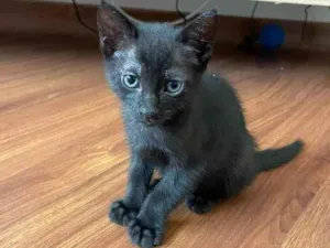 Gato raça  idade Abaixo de 2 meses nome Gatinha