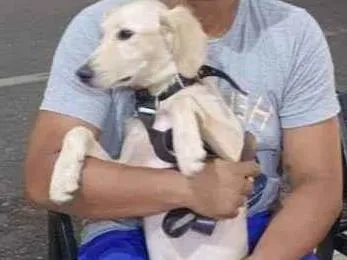 Cachorro ra a SRD-ViraLata idade 2 a 6 meses nome Cookie