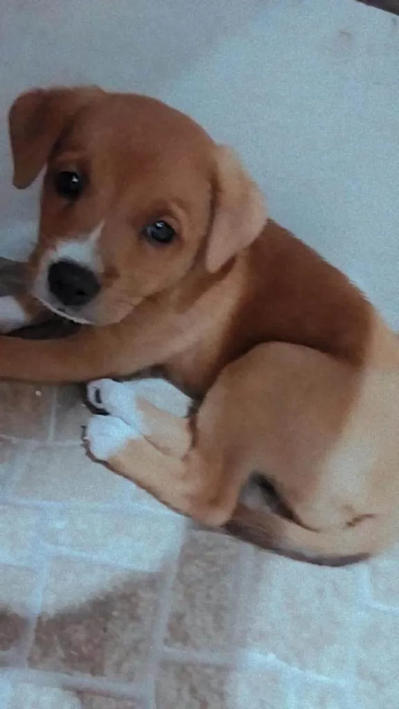 Cachorro ra a SRD-ViraLata idade 2 a 6 meses nome Pedrita