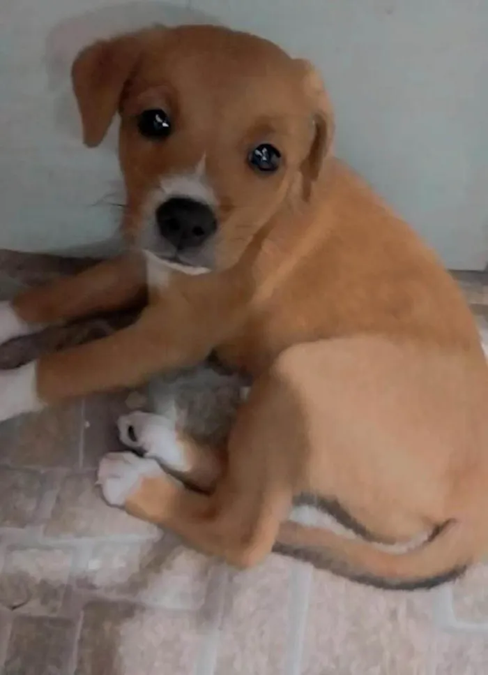 Cachorro ra a SRD-ViraLata idade 2 a 6 meses nome Pedrita