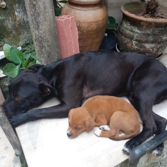 Cachorro ra a SRD-ViraLata idade 2 a 6 meses nome Pedrita