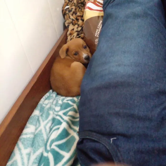 Cachorro ra a SRD-ViraLata idade 2 a 6 meses nome Pedrita