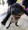 Cachorro raça MiniLabradorazinha idade Abaixo de 2 meses nome Luna