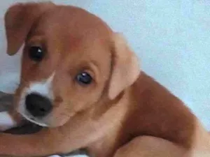 Cachorro raça SRD-ViraLata idade 2 a 6 meses nome Pedrita