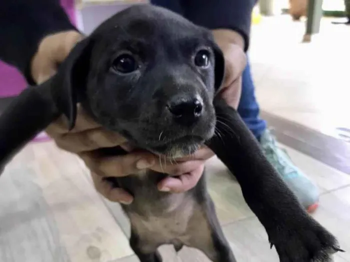 Cachorro raça MiniLabradorazinha idade Abaixo de 2 meses nome Luna