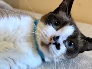 Gato raça Siamês mixado  idade 2 a 6 meses nome Baunilha e Diana