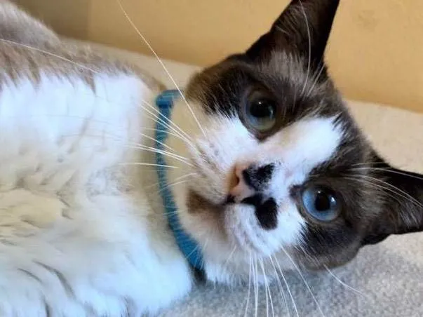 Gato raça Siamês mixado  idade 2 a 6 meses nome Baunilha e Diana