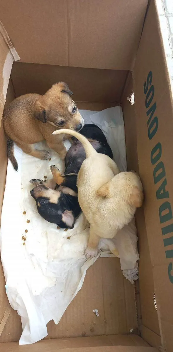 Cachorro ra a SRD-ViraLata idade Abaixo de 2 meses nome Filhotes