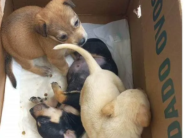 Cachorro ra a SRD-ViraLata idade Abaixo de 2 meses nome Filhotes