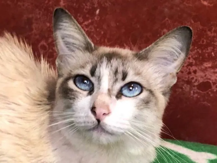 Gato raça Doce idade 7 a 11 meses nome Celeste 