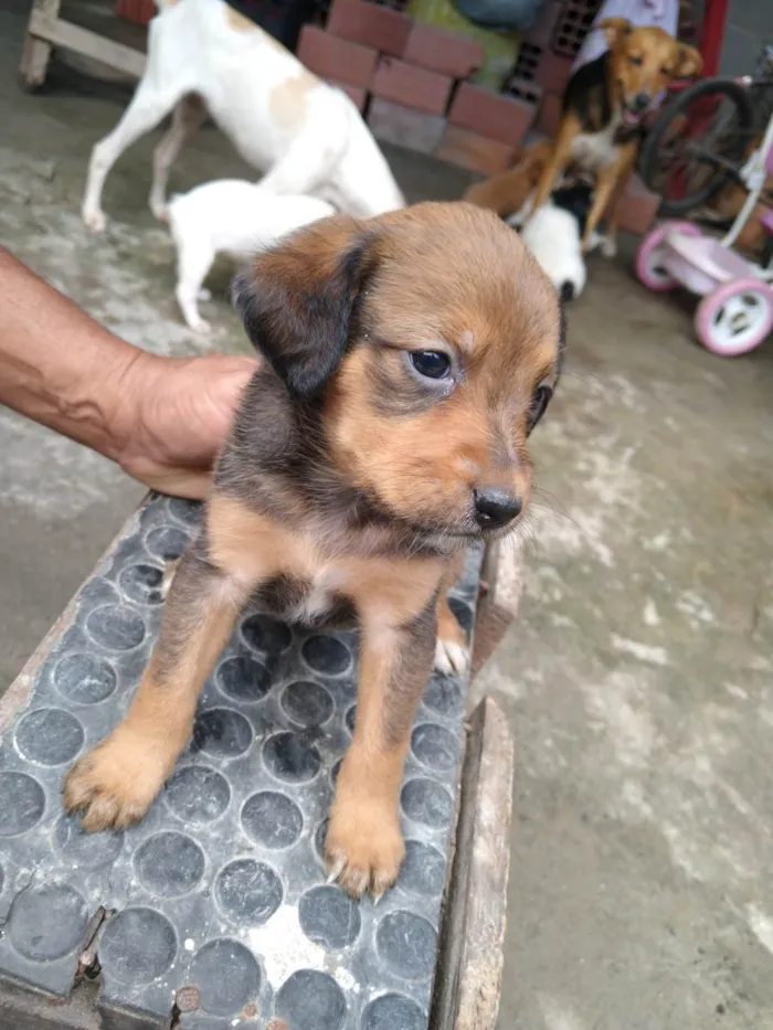 Cachorro ra a Não tem raça definida  idade Abaixo de 2 meses nome Filhote