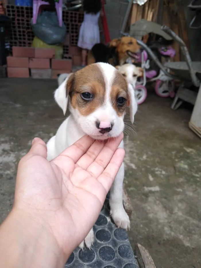 Cachorro ra a Não tem raça definida  idade Abaixo de 2 meses nome Filhote