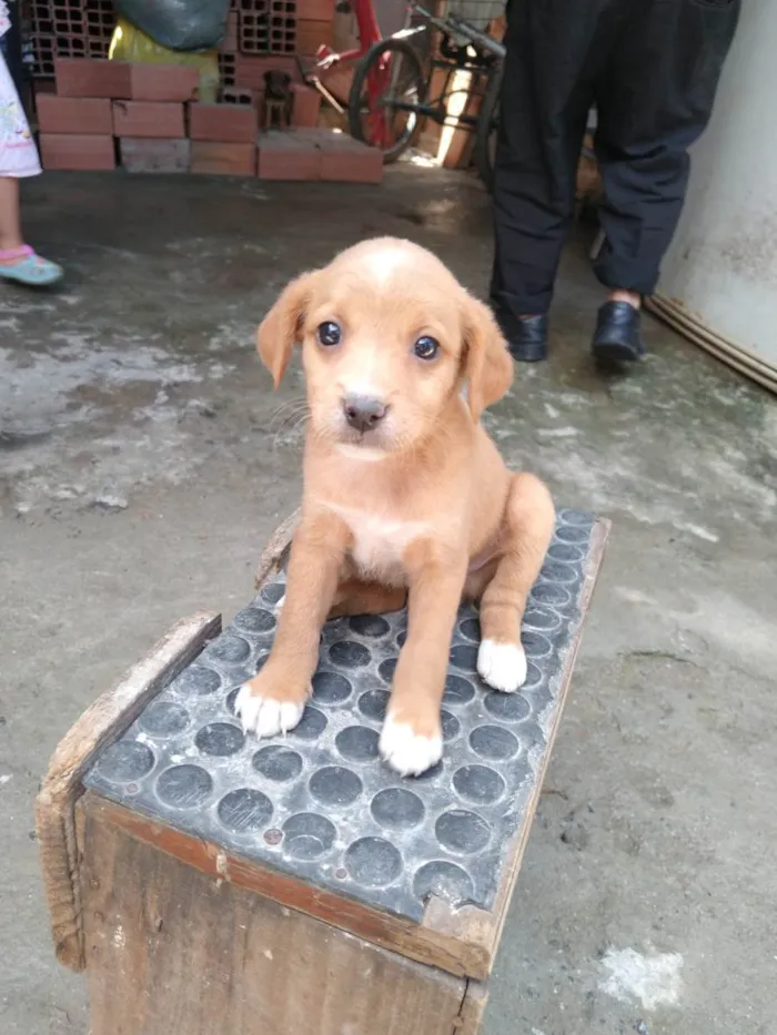 Cachorro ra a Não tem raça definida  idade Abaixo de 2 meses nome Filhote