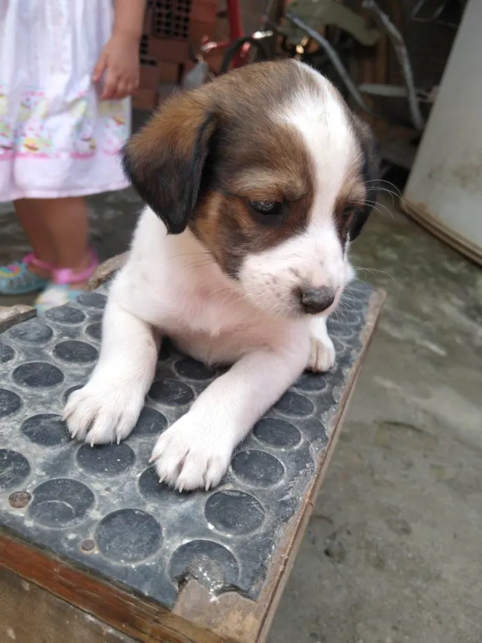 Cachorro ra a Não tem raça definida  idade Abaixo de 2 meses nome Filhote