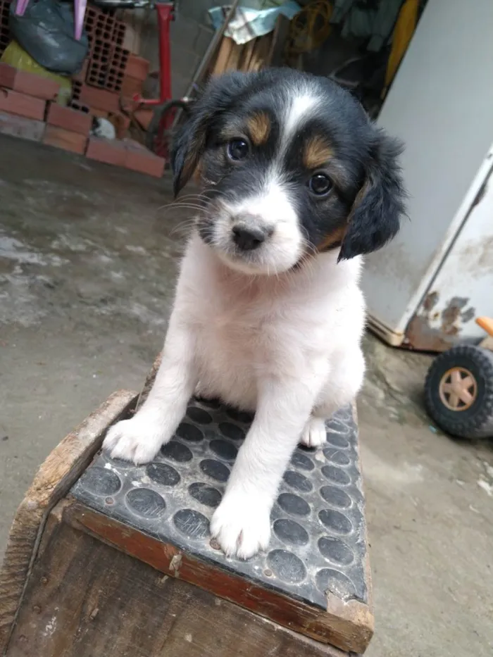 Cachorro ra a Não tem raça definida  idade Abaixo de 2 meses nome Filhote