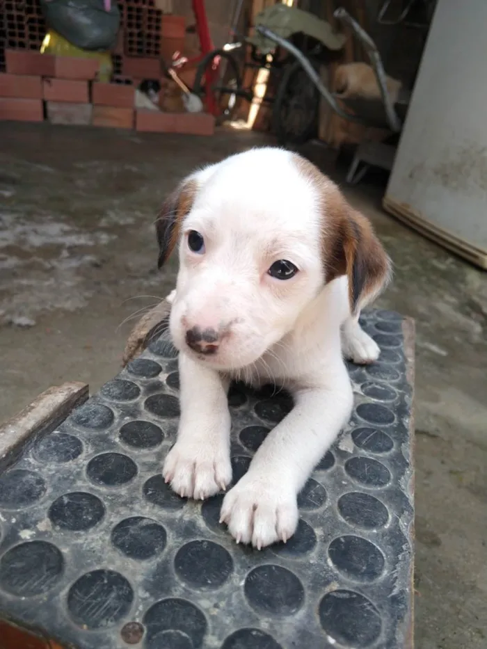 Cachorro ra a Não tem raça definida  idade Abaixo de 2 meses nome Filhote