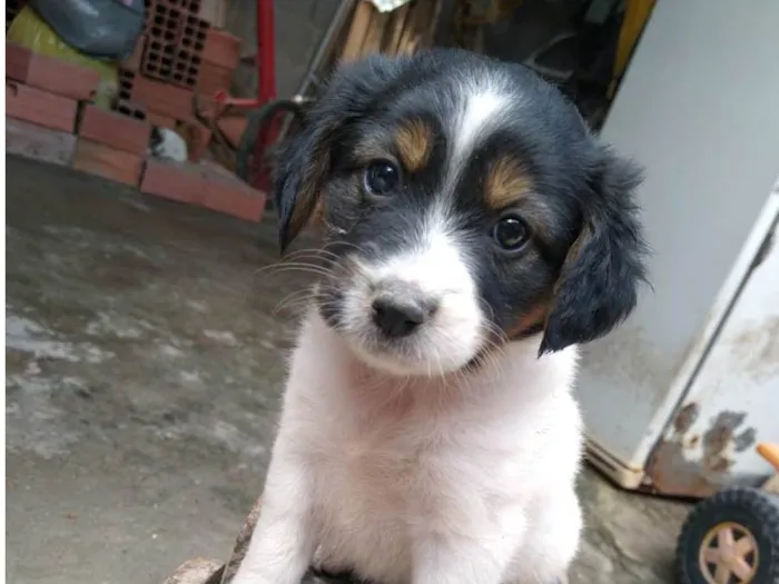 Cachorro ra a Não tem raça definida  idade Abaixo de 2 meses nome Filhote