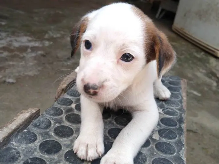 Cachorro ra a Não tem raça definida  idade Abaixo de 2 meses nome Filhote