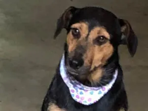 Cachorro raça Raiz idade 2 a 6 meses nome Luana