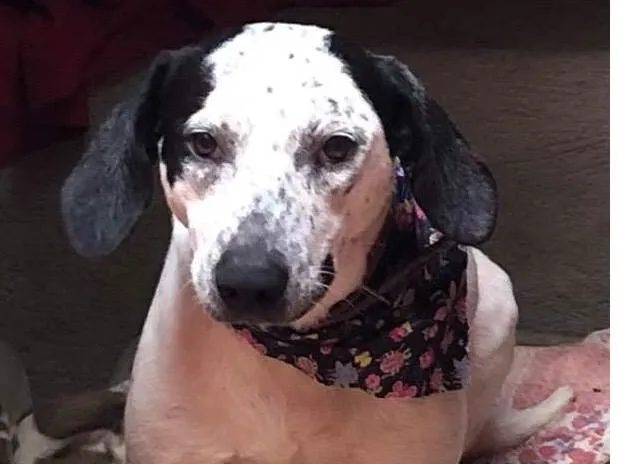 Cachorro raça Chique idade 7 a 11 meses nome Fiona