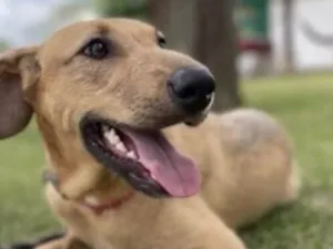 Cachorro raça Caramelinho idade 1 ano nome Bili