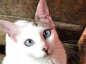 Gato raça Clarinha idade 2 a 6 meses nome Clara
