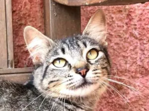 Gato raça Tigrada idade 7 a 11 meses nome Ritinha 