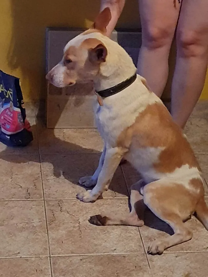 Cachorro ra a SRD-ViraLata idade 7 a 11 meses nome Spike 